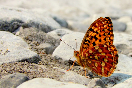 A beautiful butterfly by a sandy stream