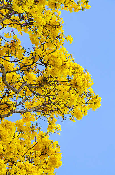 Araguaney Tree, Tabebuia chrysantha stock photo