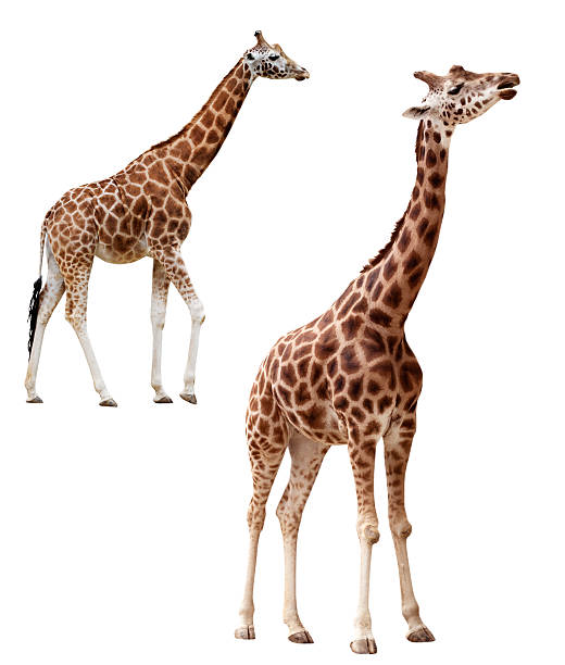 istock Two giraffes in different positions isolated with clipping path 472819520