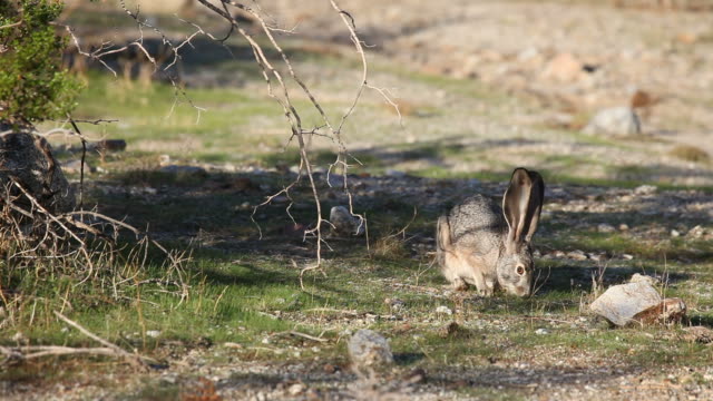Jackrabbit munching grass and scratches face with back foot
