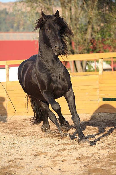 istock Nice friesian horse working in paddock 472821860