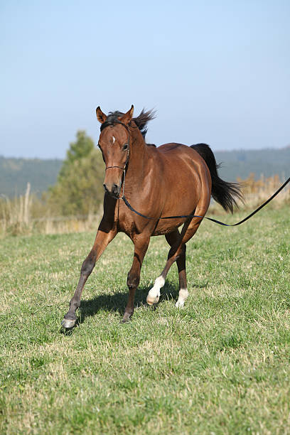istock Gorgeous arabian horse running on autumn pasturage 472821970