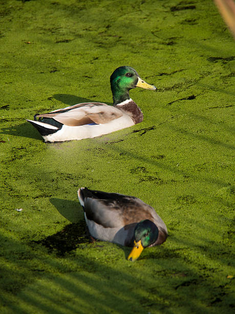 istock ducks on a canal,Derbyshire,UK 472822222