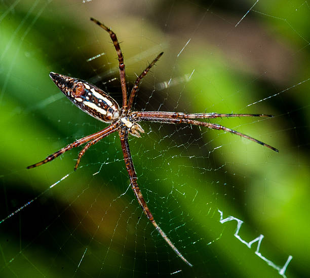 istock Macro photography of spider 472822444