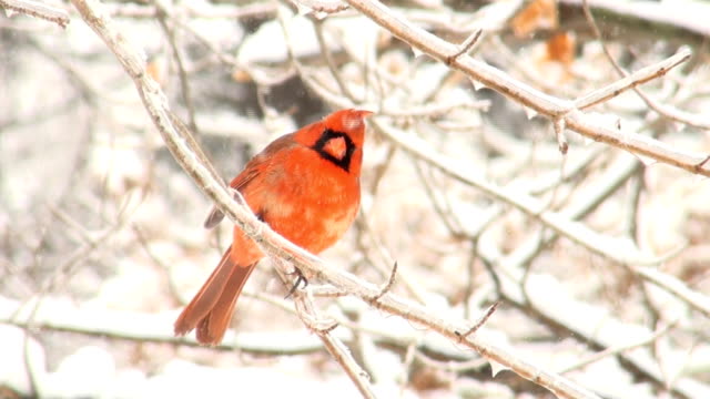 Northern Cardinal perched on branch in a winter storm