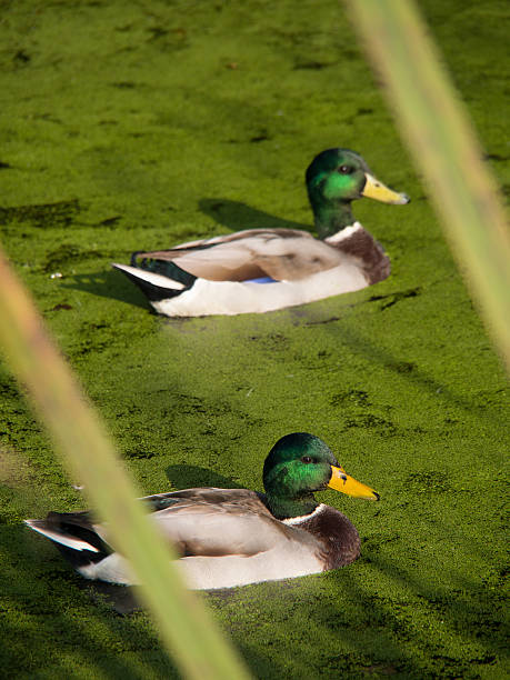 istock ducks on a canal,Derbyshire,UK 472823348