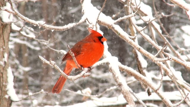 Northern cardinal during heavy snowstorm