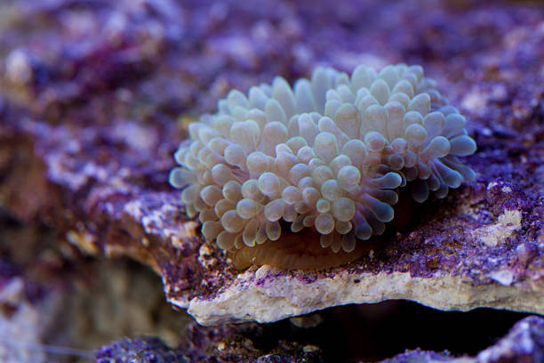 bubble tip anemone on the reef rock in underwater Entacmaea quadricolor, commonly called bubble-tip anemone among other vernacular names, is a species of sea anemone in the family Actiniidae. entacmaea quadricolor stock pictures, royalty-free photos & images