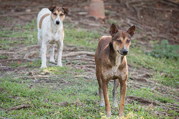 istock dog standing outdoor 472826288