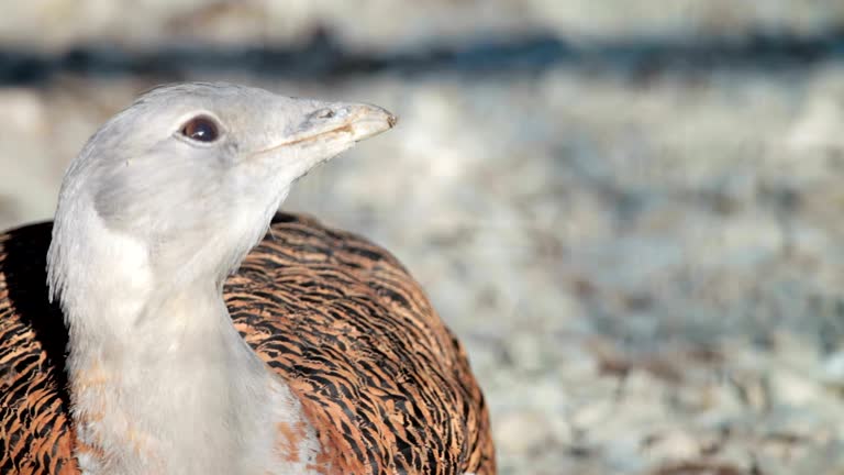 Great Bustard