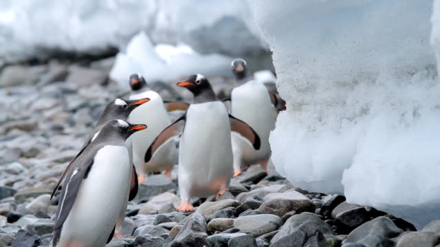 Gentoo Penguins