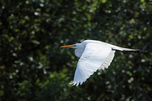 istock Egret flying with dark green shrubs in the background, Florida. 472829872