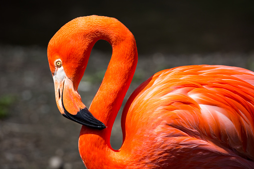 Day in springtime: above a flamingo nest. Single adult bird hiding the newborn between the feathers.