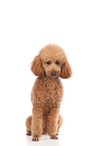 istock Apricot poodle puppy (1year) 472831076