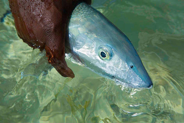 bonefihing - bonefish fotografías e imágenes de stock