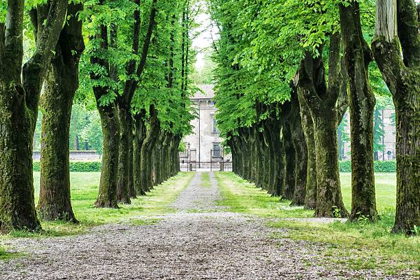istock Alley in the Park 472831754