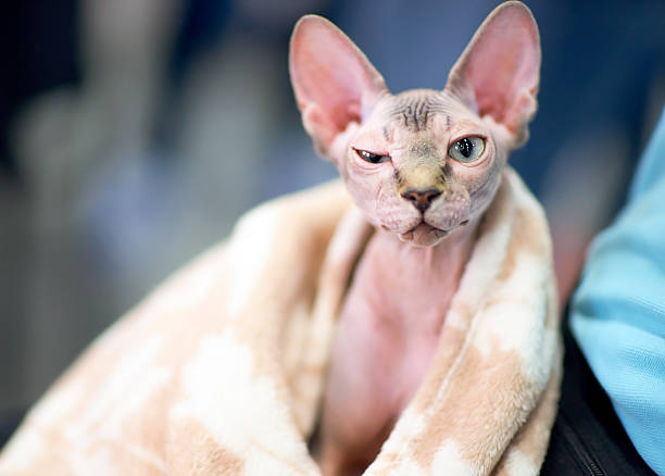 funny sphynx cat squints one eye funny sphynx cat squints one eye sphynx hairless cat photos stock pictures, royalty-free photos & images