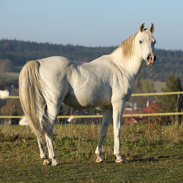 istock Gorgeous arabian stallion looking at you 472835216