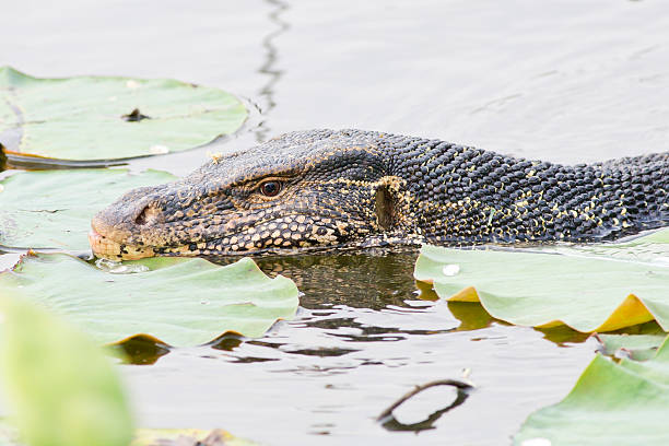 istock Large monitor lizard in canal 472836712