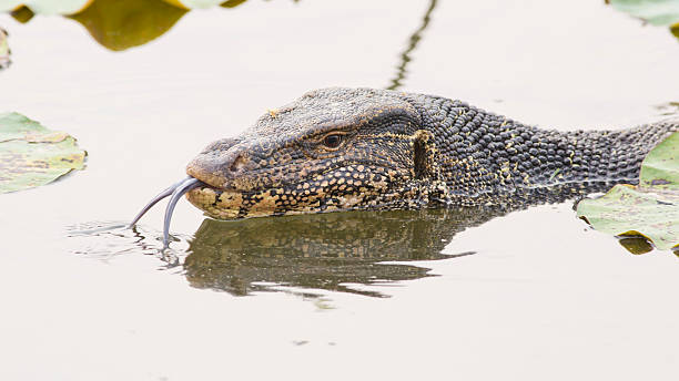 istock Large monitor lizard in canal 472836714