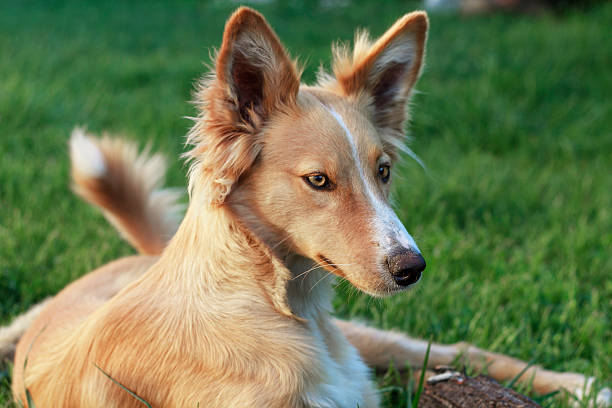 giovane podenco - podenco foto e immagini stock