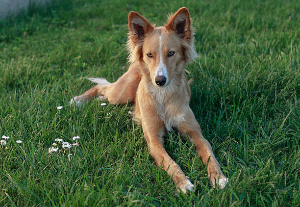 молодые podenco - podenco стоковые фото и изображения