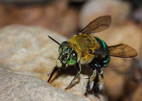 green bee in nature