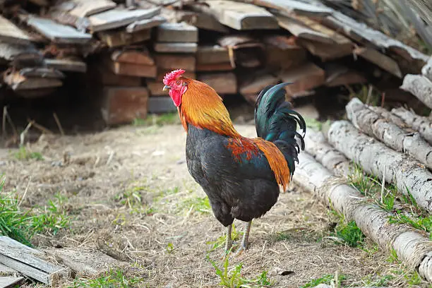 Adult multicolor rooster is standing on farmyard. Full grown rooster or Gallus gallus in Latin is looking around. Cock’s plumage is of red, golden yellow, orange, blue and green color tints. Adult cockerel is with red combs, wattles and hackles. Side view of spruce domestic bird is standing on sandy ground with green grass in countryside. Sunny day on poultry yard with lumber woods at background.