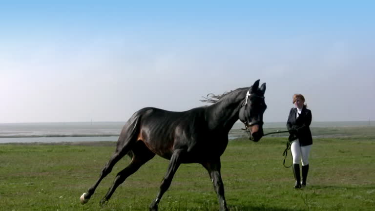 Training of horse