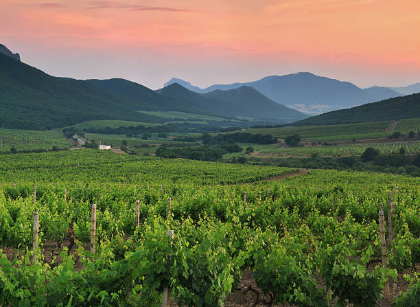 istock Panorama of vineyards 472843226