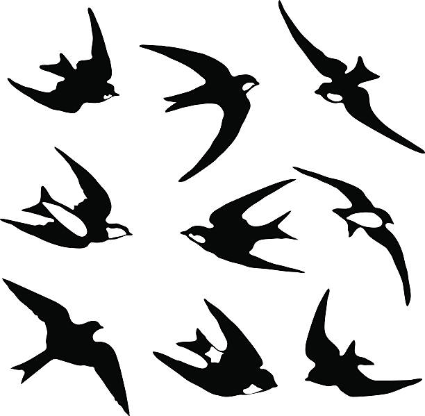 Swallows and swifts Set of black isolated vector silhouettes of birds (barn swallow, swift, house martin).  Vector illustration.  swallow bird illustrations stock illustrations