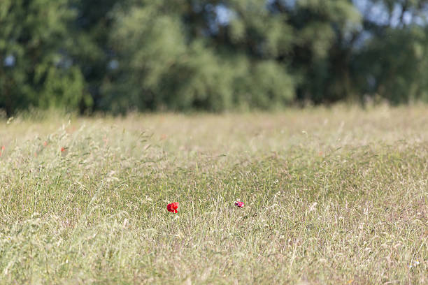 istock wild grass field summer with selective focus and poppy flowers 472843622