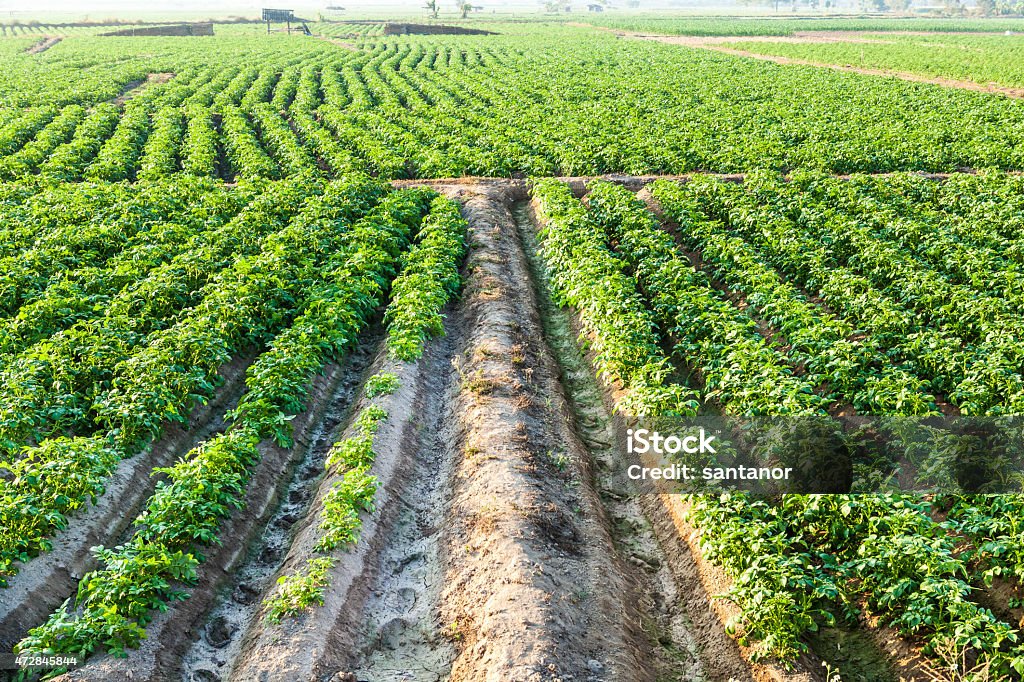 Potato farmland Potato farmland, Chiangmai, Northern of Thailand 2015 Stock Photo