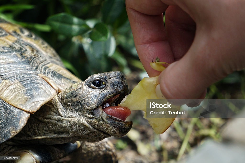 Hungry turtle Hungry little turtle eating from a girl's hand 2015 Stock Photo