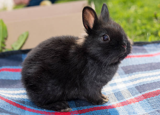 Black Bunny stock photo