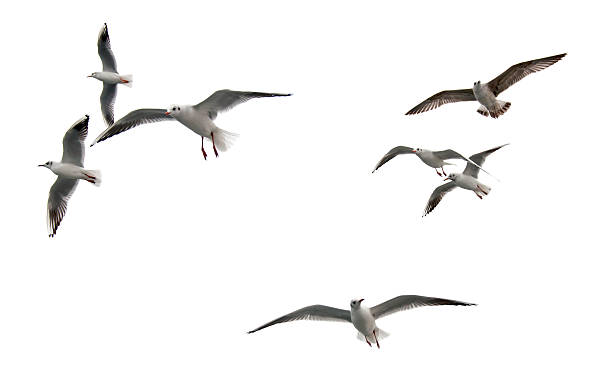 Seagulls Flaying Seagulls Isolated birds flying in v formation stock pictures, royalty-free photos & images