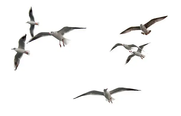 Photo of Seagulls
