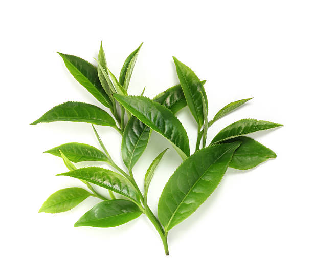 grünes teeblatt isoliert auf weißem hintergrund - green tea stock-fotos und bilder