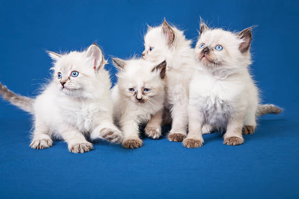 istock Four little Neva masquerade kittens on blue background 472850872