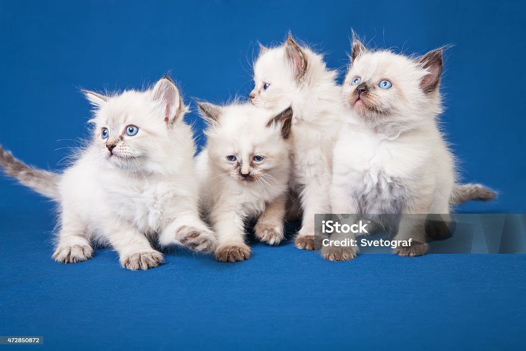 Four little Neva masquerade kittens on blue background 2015 Stock Photo