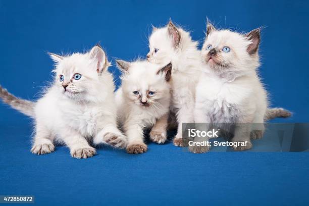 Four Little Neva Masquerade Kittens On Blue Background Stock Photo - Download Image Now