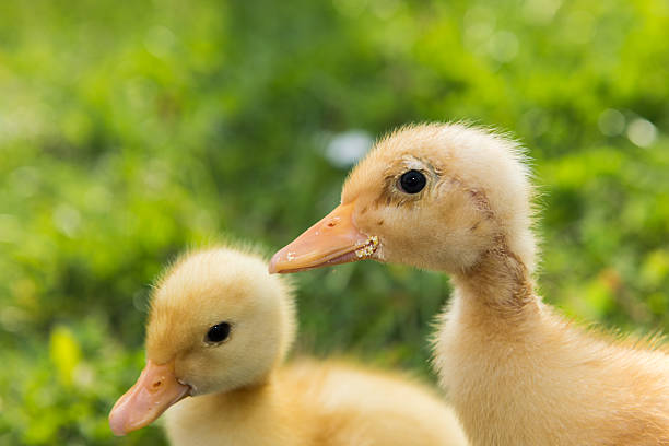 Baby ducks stock photo