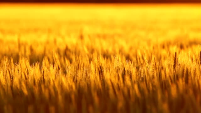 Golden Kansas Wheat Rack Focus