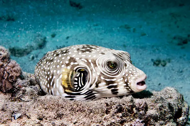 Puffer fish - Blowfish Egypt