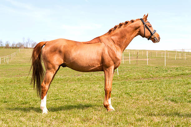 istock Purebred braided chestnut stallion standing on pasturage. Exterior image. 472854250