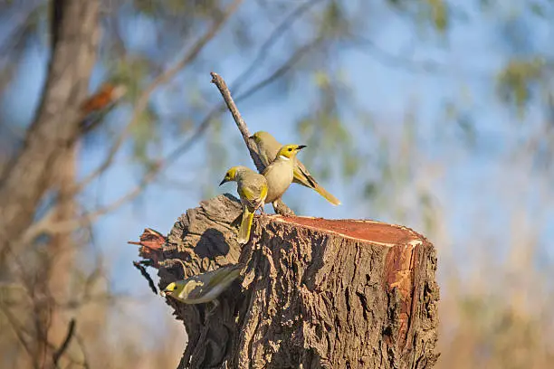 Four White-plumed Honeyeaters in a family group searching for food.