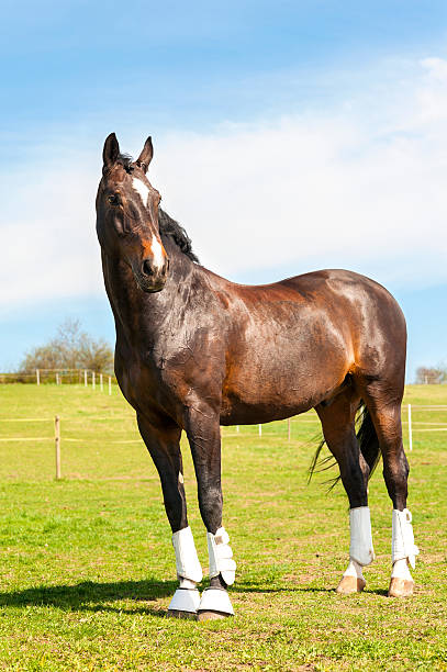 istock Purebred stallion in bandages standing on pasturage. Multicolored exterior image. 472856984
