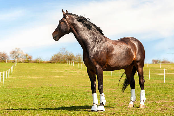 istock Purebred stallion in bandages standing on pasturage. Multicolored exterior image. 472856994