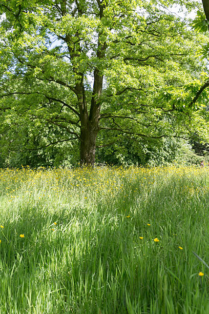istock English countryside summer grass meadow 472857298