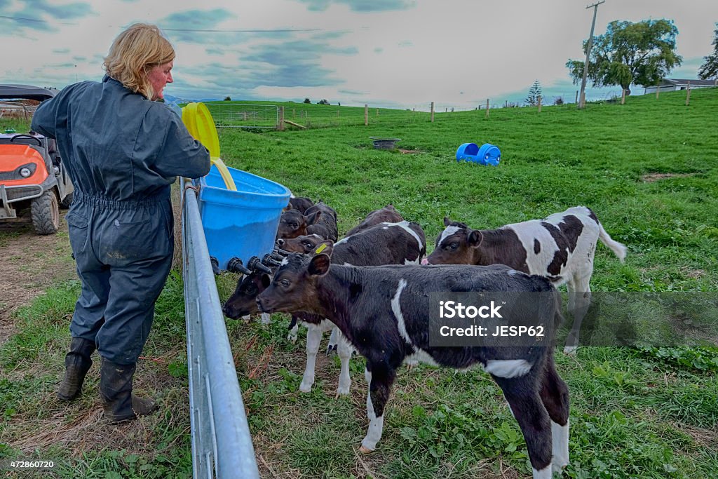 Farmer feeding calves. Morrinsville, New Zealand - April 3, 2015 Calf Stock Photo